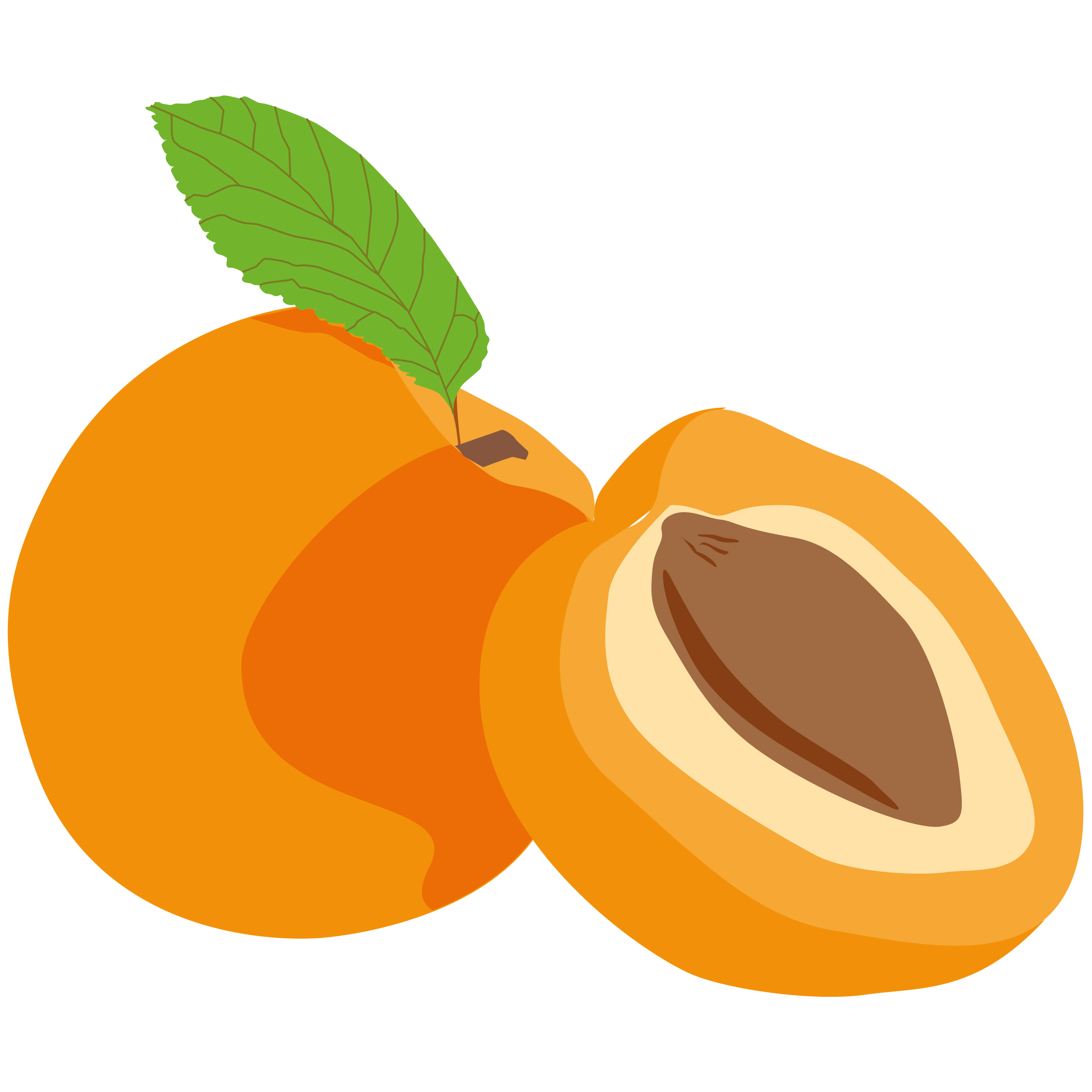 Organic Apricot Oil